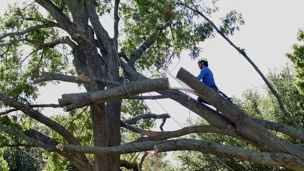 Professional Crown Thinning performed by certified arborists in Walker