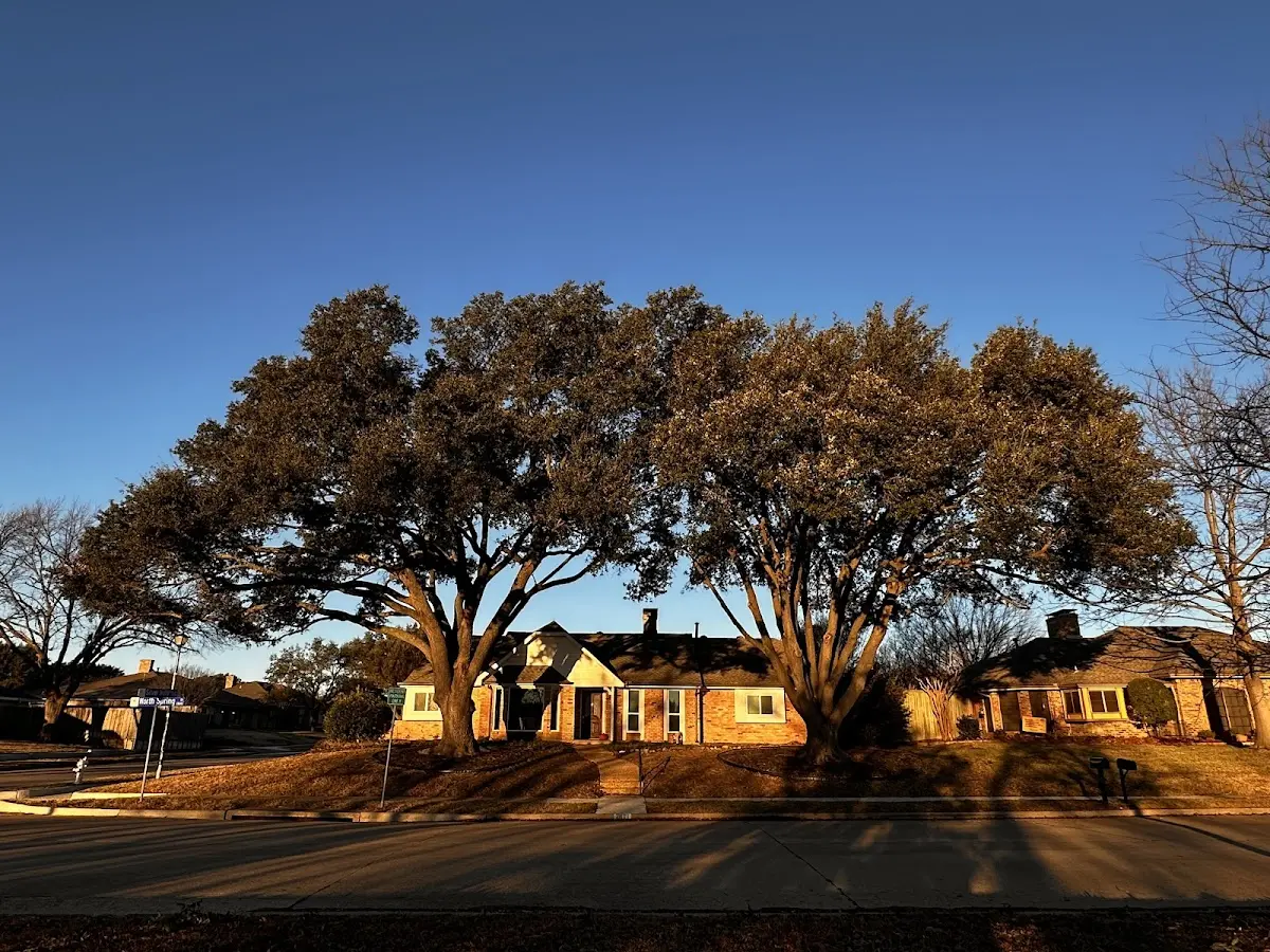 Established residential canopy tree shading a home in Walker